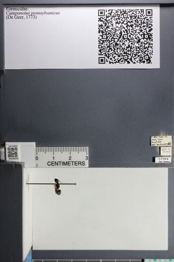 Media type: image; Entomology 526510